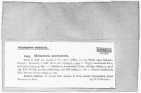Melachroia xanthomela image